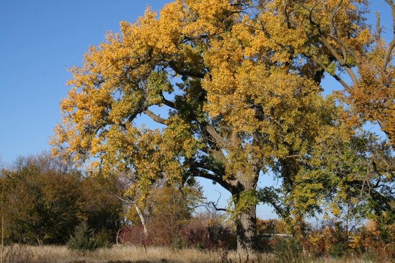 Cottonwood Damage